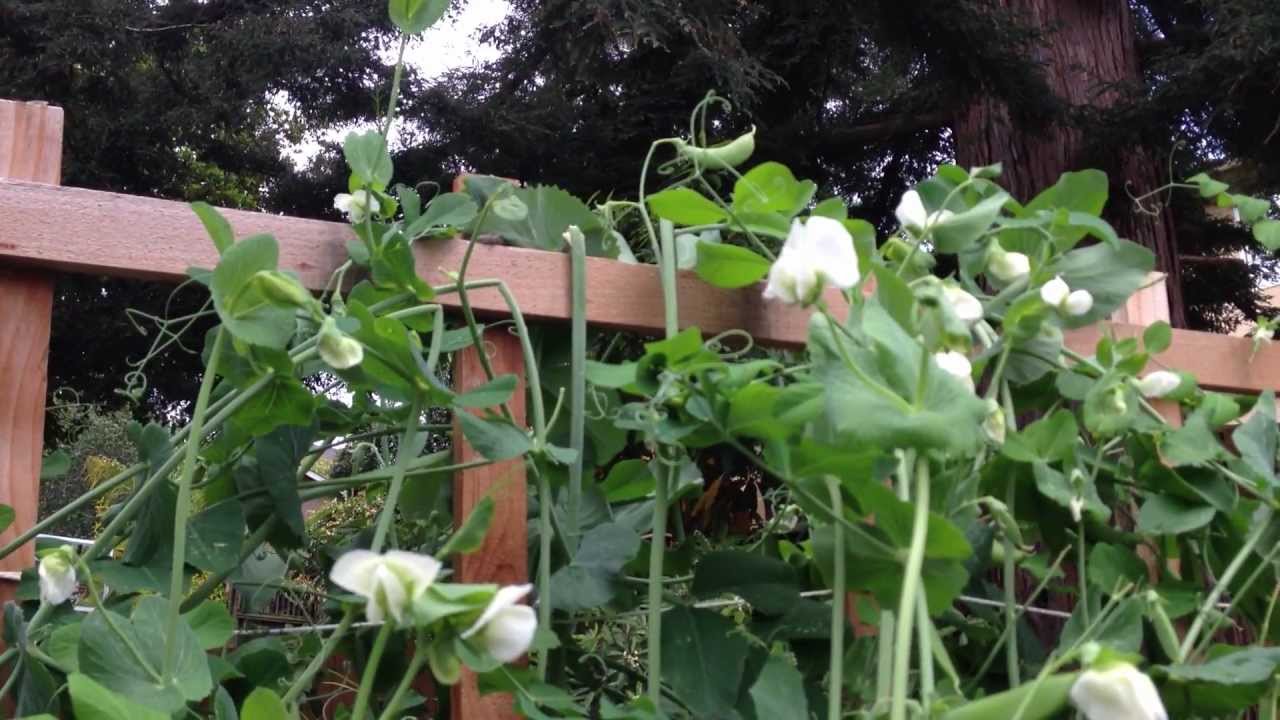 How to Build and Utilize a Trellis for Sugar Snap Peas