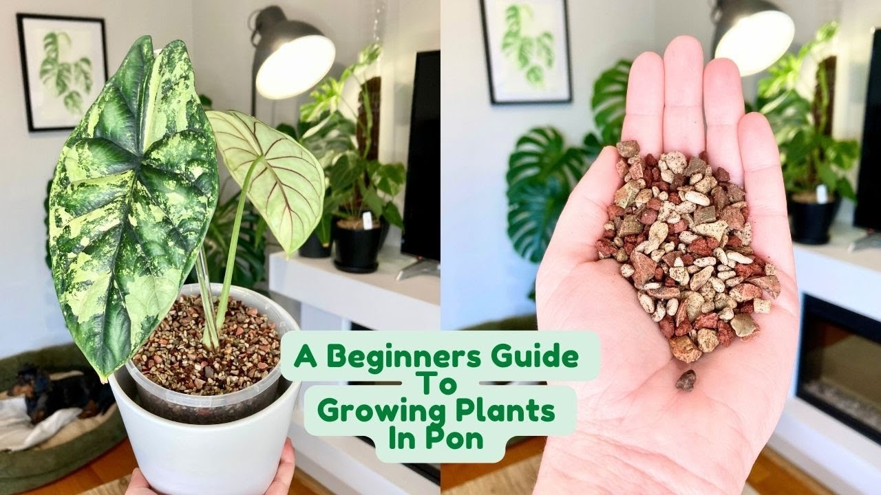 All About Growing Plants In Pon 🌱 A Complete Beginners Guide