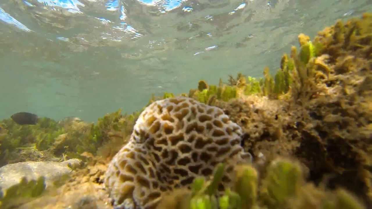 Madagascar - barrière de corail de Foulpointe - GoPro Hero 3