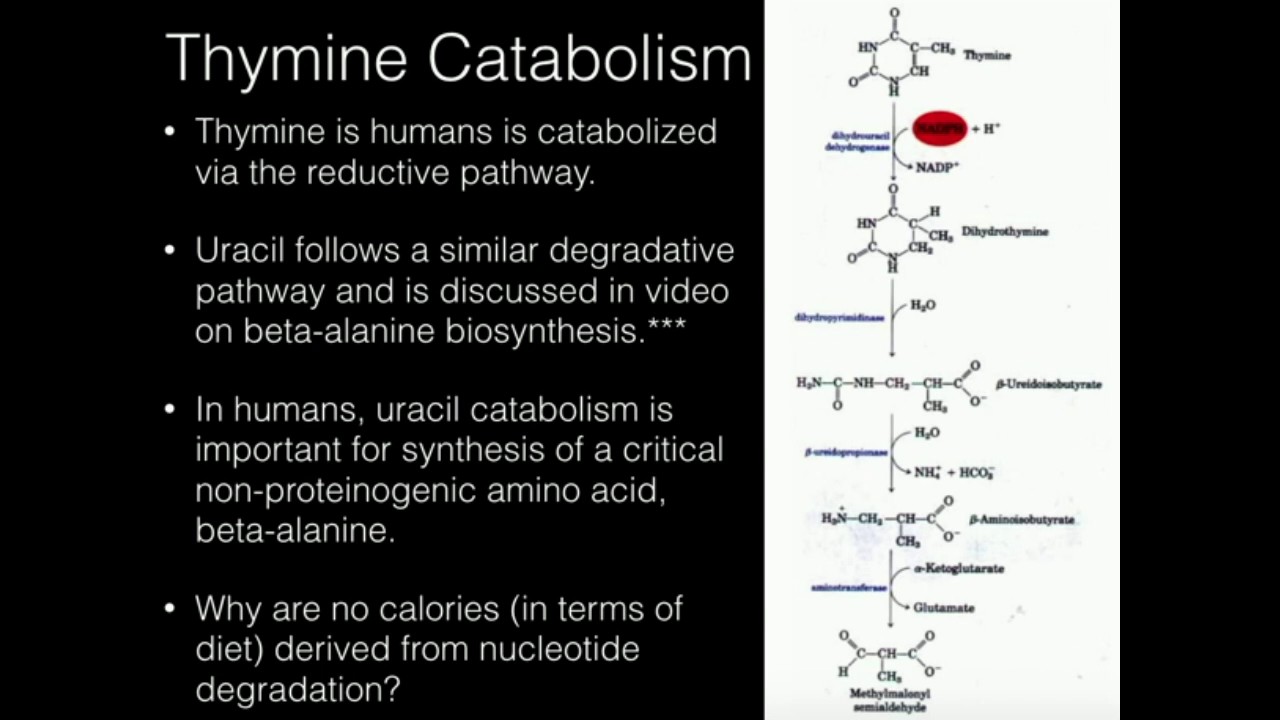 Thymine Catabolism