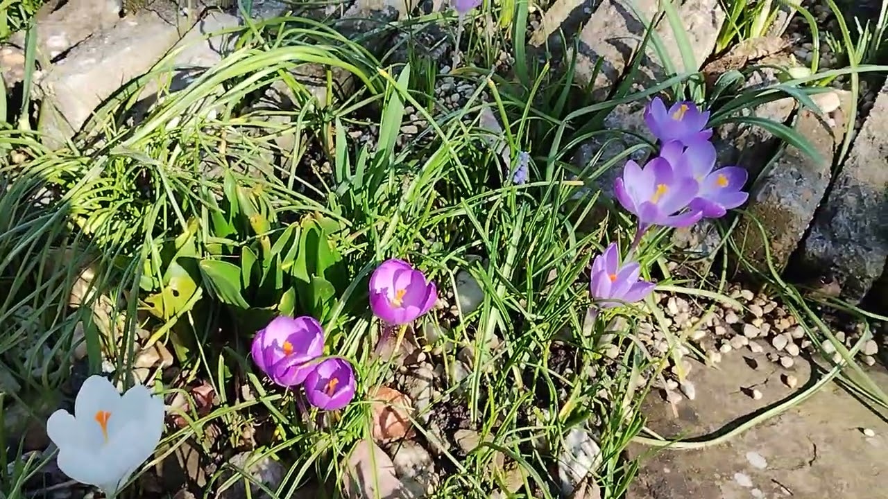 Volop voorjaar In Mijn voortuin 25/2/26