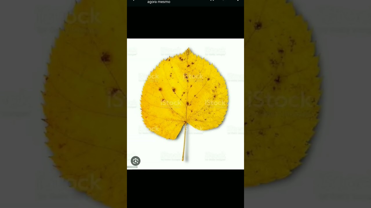 UMA FOLHA AMARELA AMARELA🍂🟨