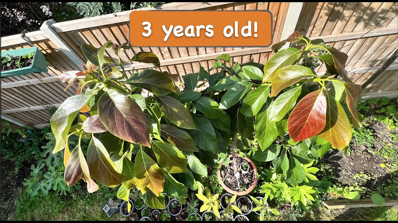 Three years old Avocado Tree Grown from Seed [3 years timelapse]