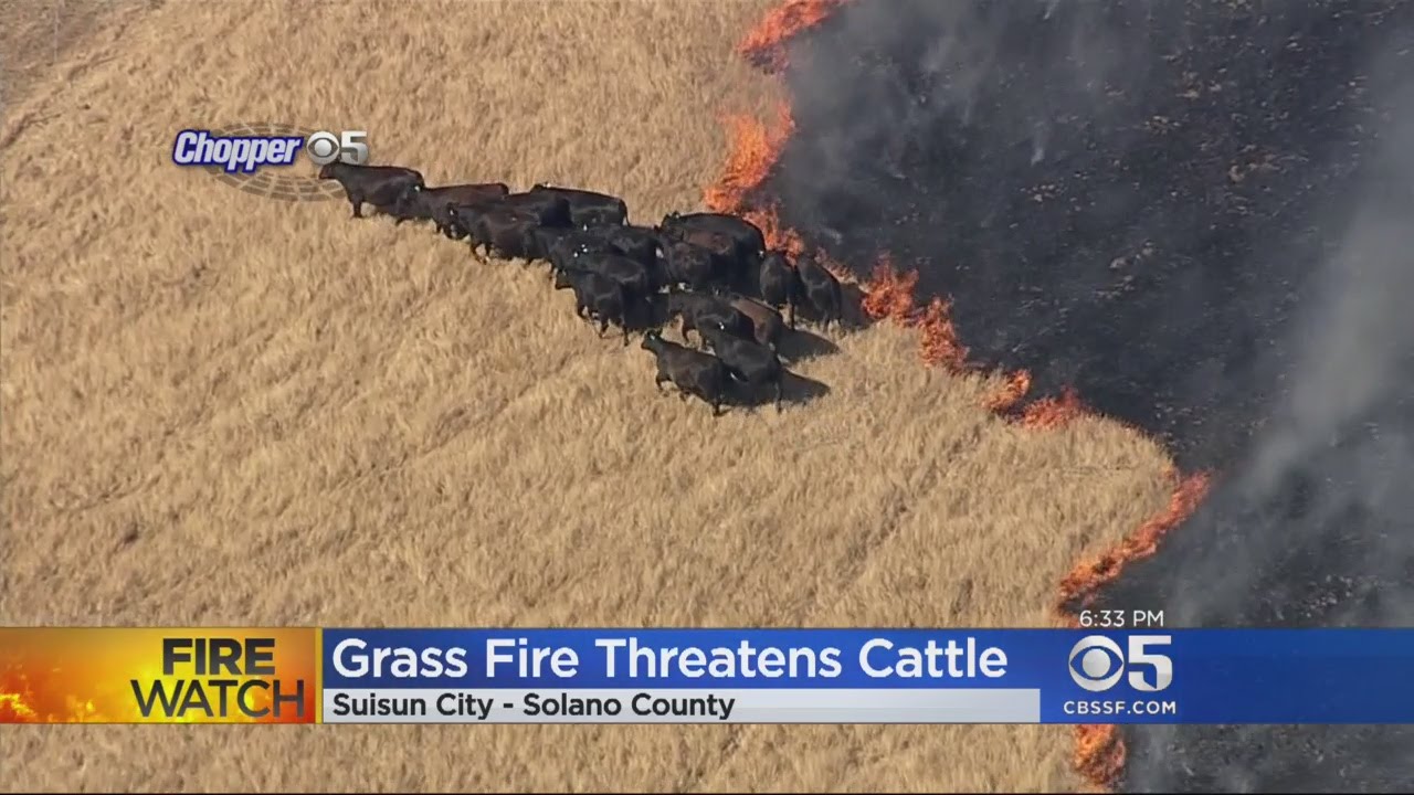 Crews Battle Vegetation Fire In Suisun City