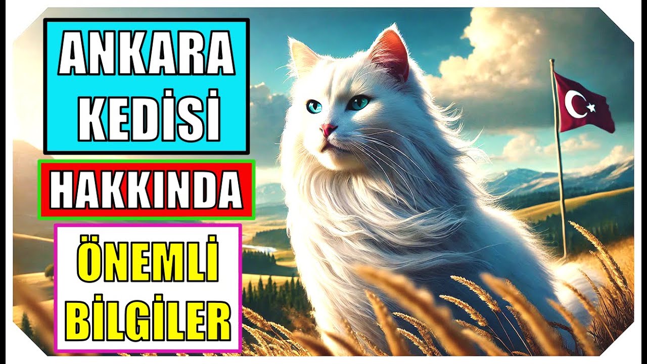 Ankara Kedisi Hakkında &Ouml;nemli Bilgiler!