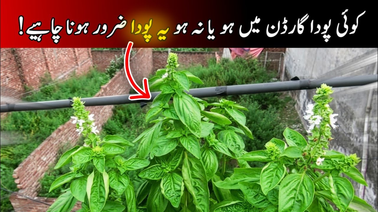 Ghar mein Tulsi ka paudha lagane ka aasan tarika|complete guide