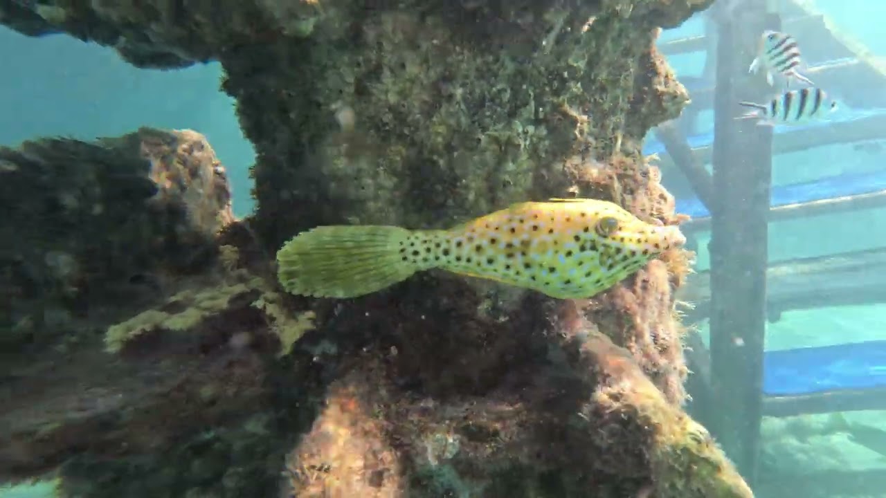 Jasmin's Fische 🐟 | Sunrise Garden Beach Resort | Ägypten 🇪🇬