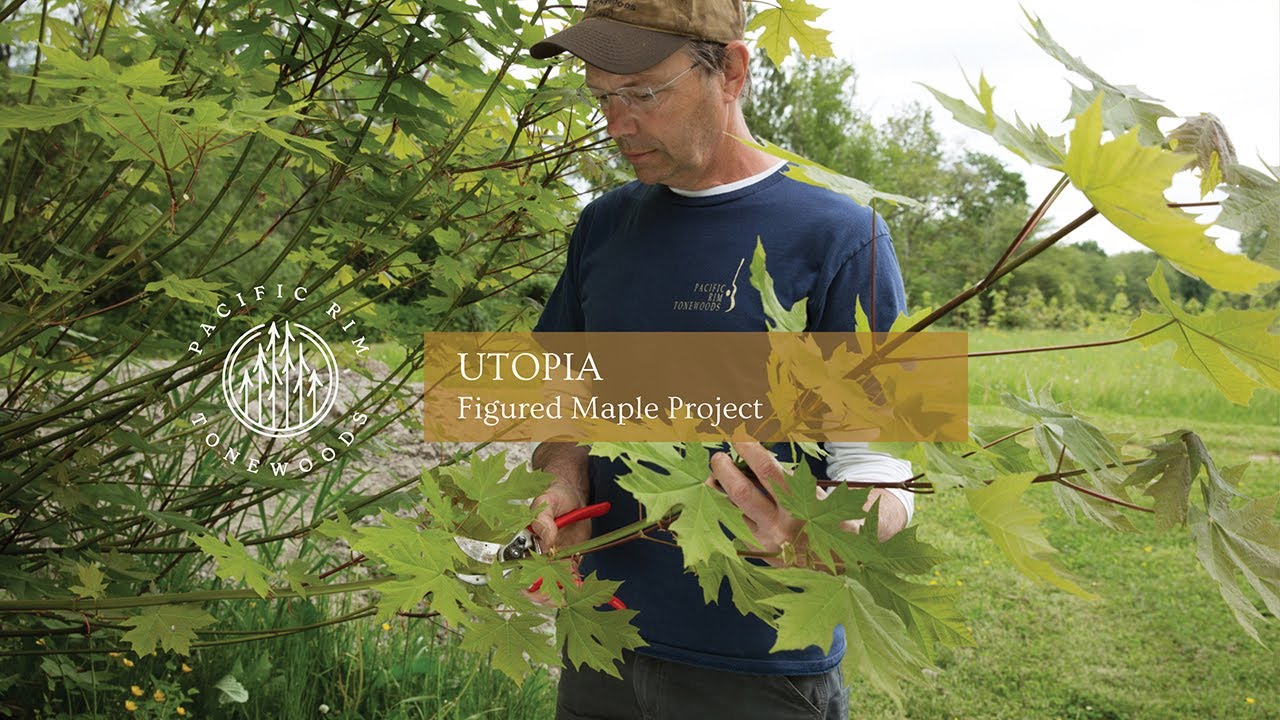 UTOPIA: Figured Maple Project // Pacific Rim Tonewoods