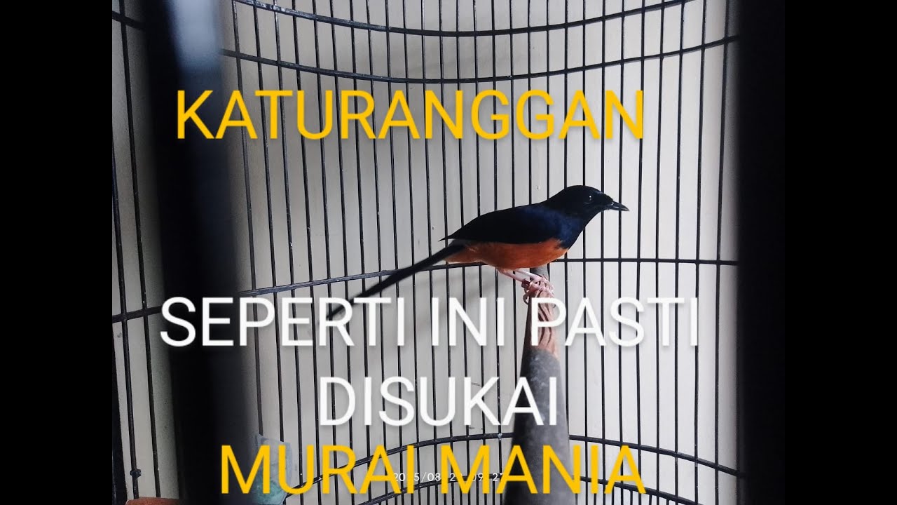 CIRI FISIK MURAI BATU PROSPEK||IPULMANUK