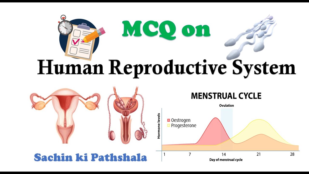 MCQ on Human Reproductive System | human anatomy and physiology | HAP | Pharmacy | Biology | GPAT