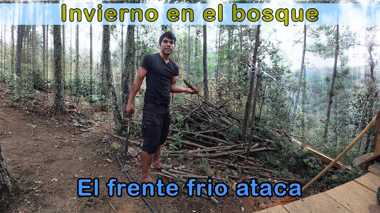 Asi se siente un frente frio en el bosque