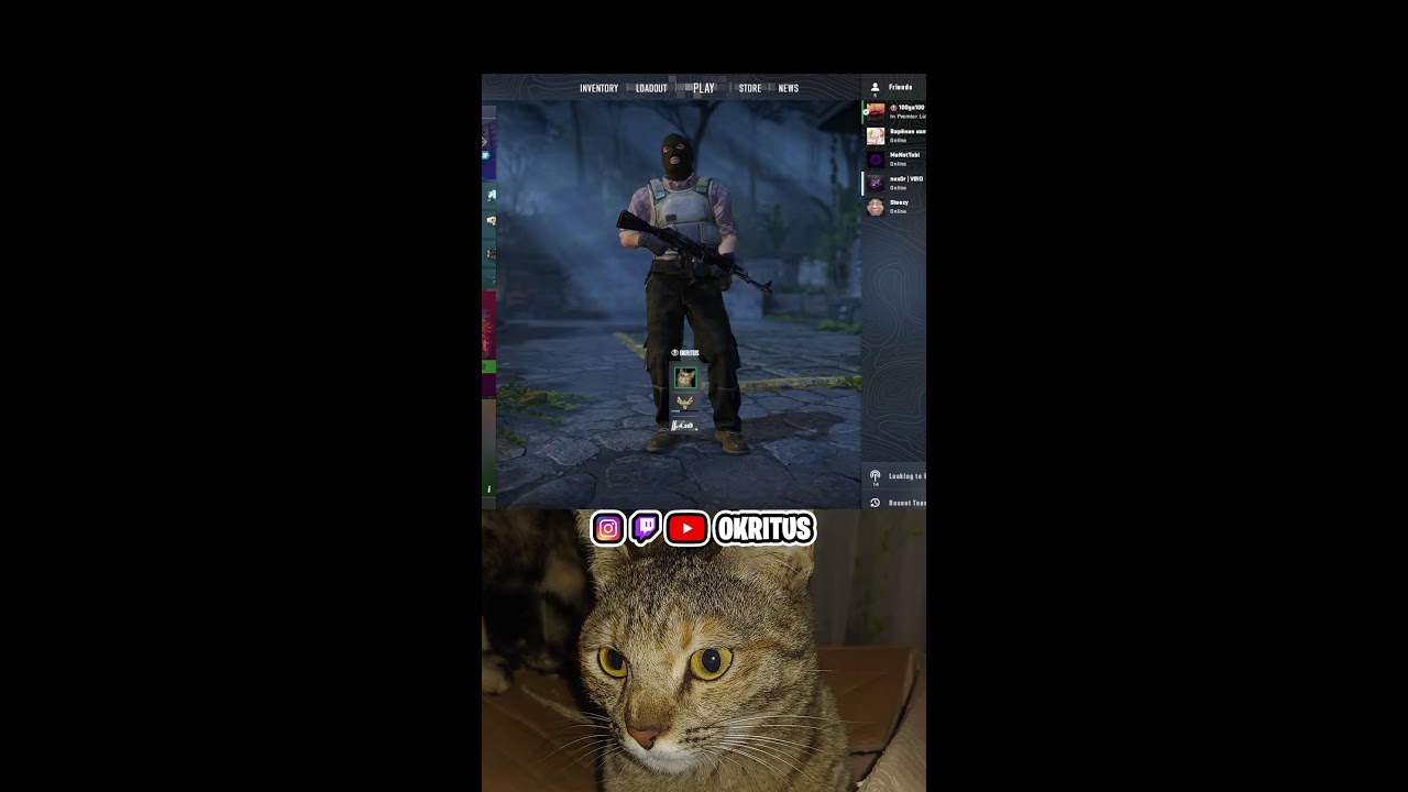 NEW KITTENS | SHORT STREAM P2
