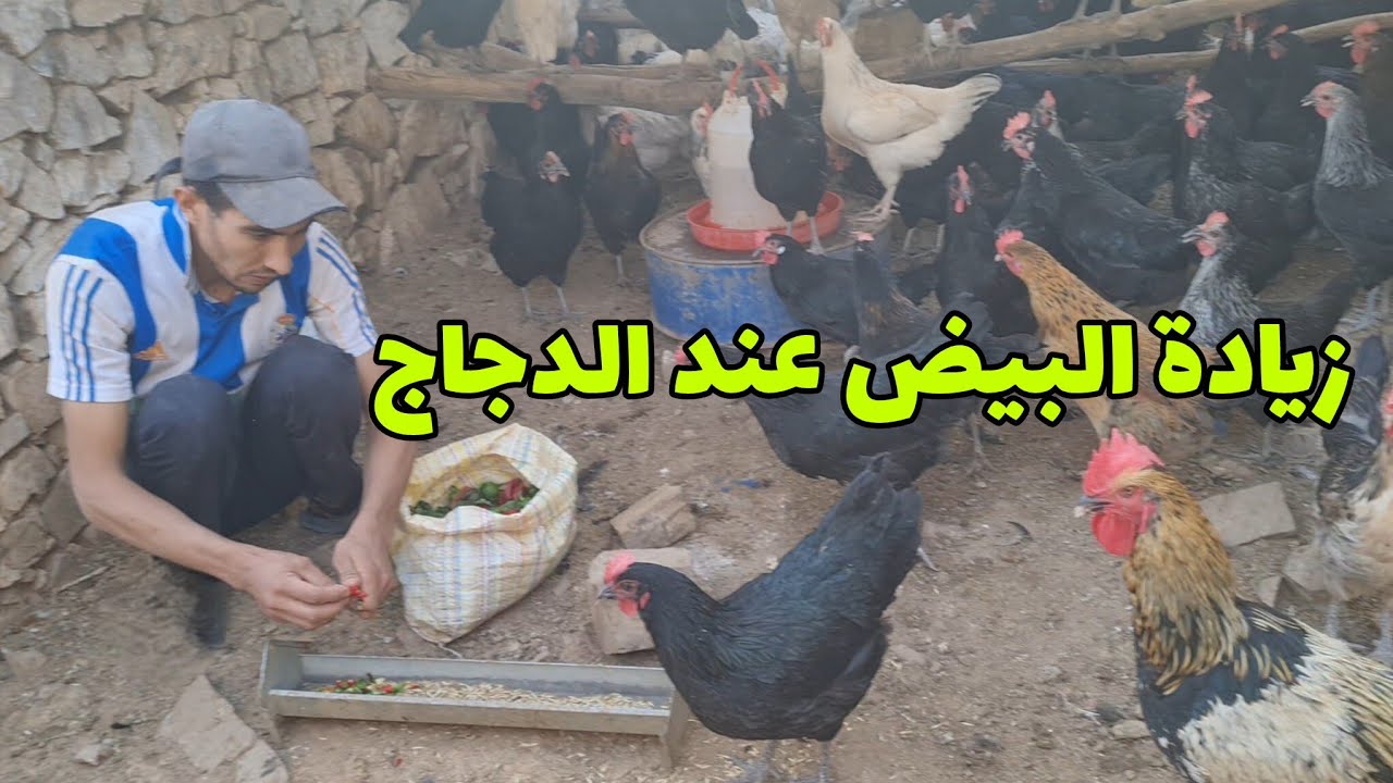 زيادة البيض عند الدجاج خليط السلالة 