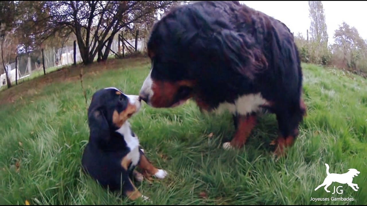 😍 Le Bouvier Bernois un chien affectueux et cajoleur avec les bébés des autres ❤️