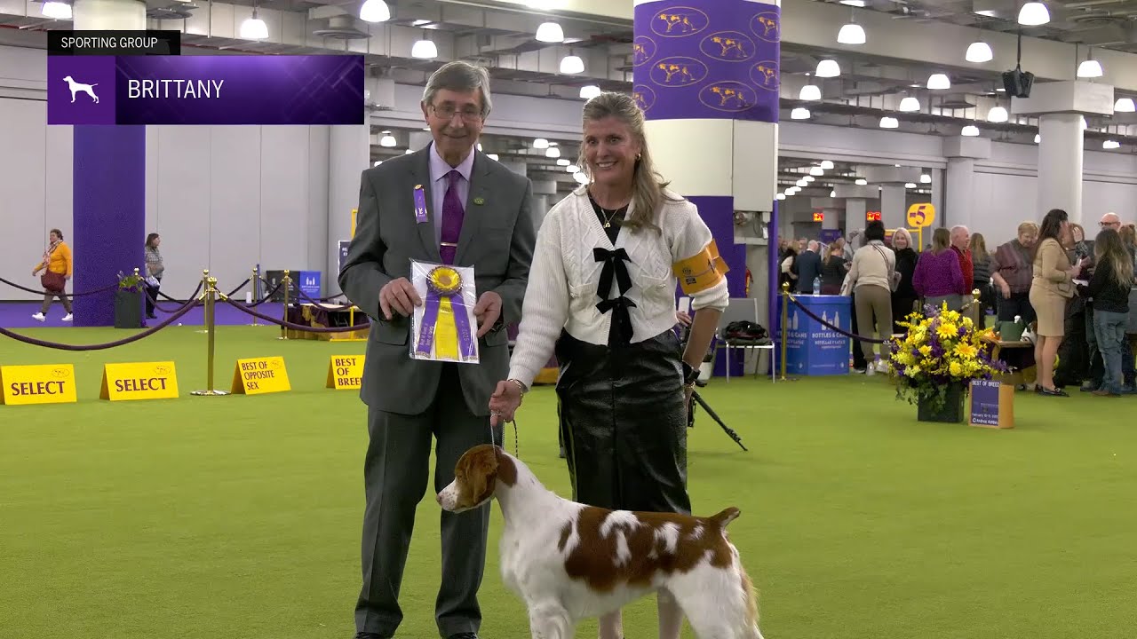 Brittanys | Breed Judging 2025
