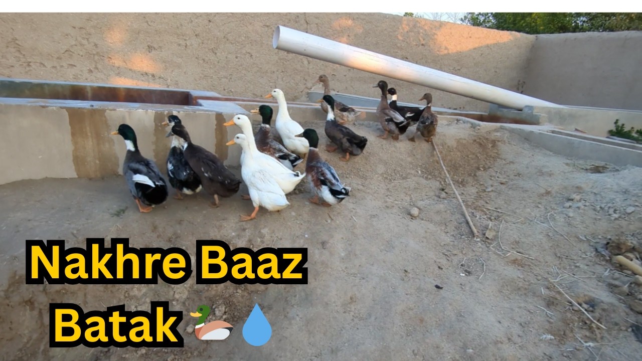 Aaj Ducks Ne Humein Be-Waqoof Bana Diya! 😂 Tubewell vs Ducks Story
