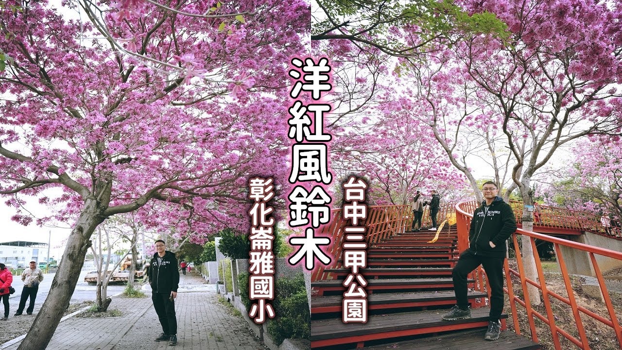 洋紅風鈴木就在火車站附近！帶你到台中三甲公園和彰化崙雅國小賞粉紅球花