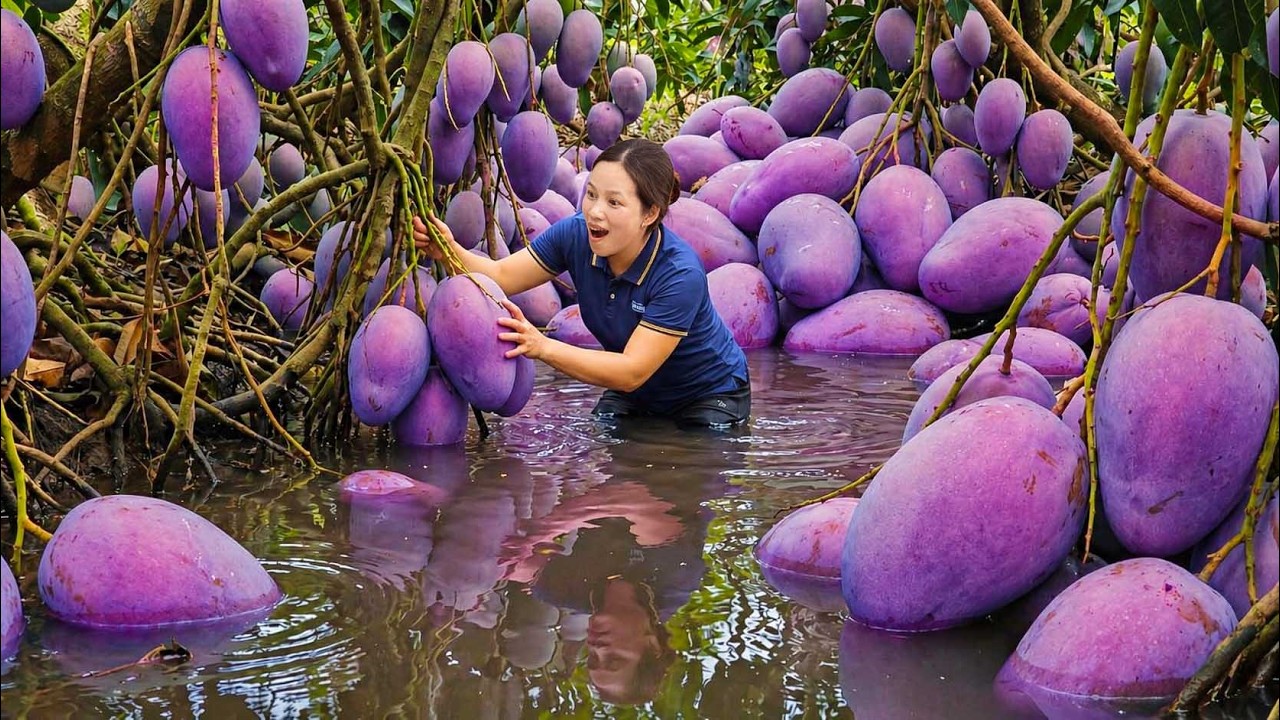 Harvesting 250KG Rare Mangoes in Flood Season | Sold Fast at Village Market