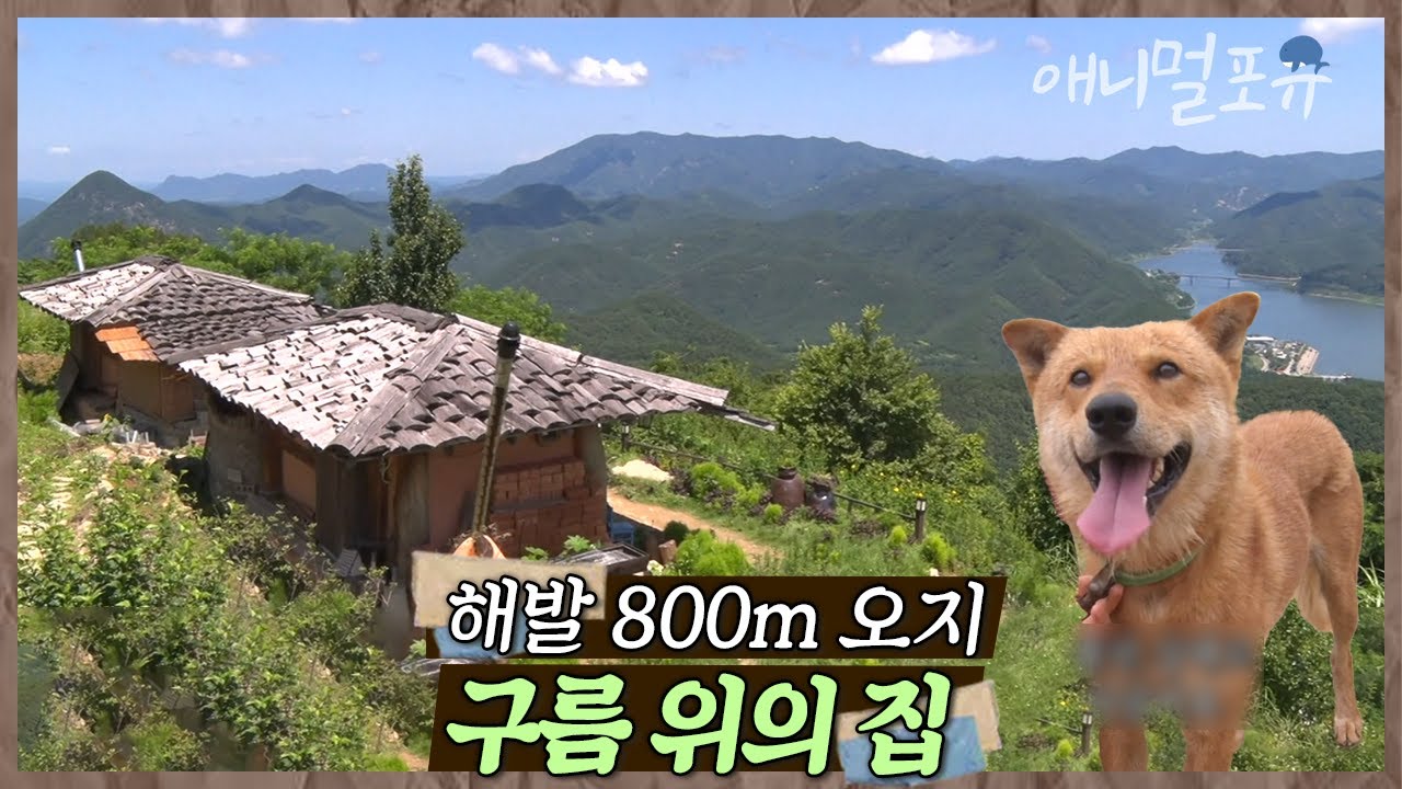 구름 위에서 살고 있다?! 해발 800m, 택배차도 잘 오지 않는 화산 마을에 사는 수자 씨네 가족🌿 | 수자 씨 구름 정원에 살다 | KBS 인간극장 2020 방송