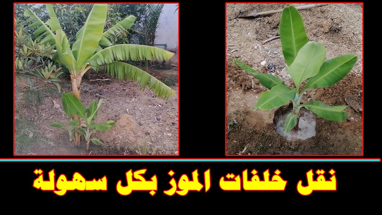 إزالة خلفات الموز وفصلها عن الشجرة الأم وزراعتها في مكان جديد بكل سهولة