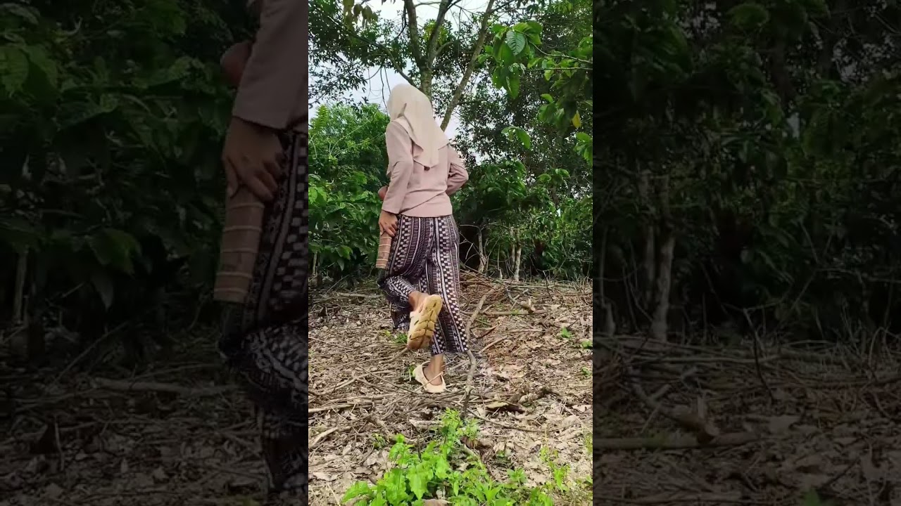 Ngumpulin ranting pohon karet buat stok kayu bakar