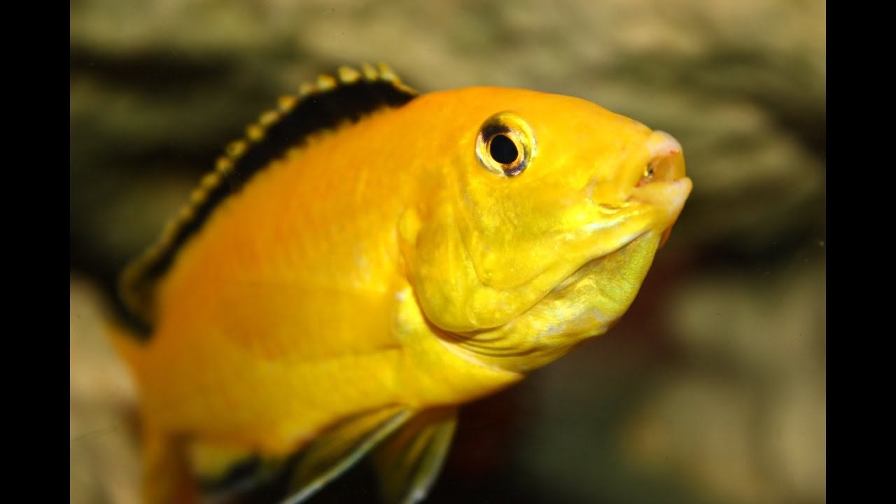 MOTHER RAISING HER BABY FISH BY MOUTHBROODING