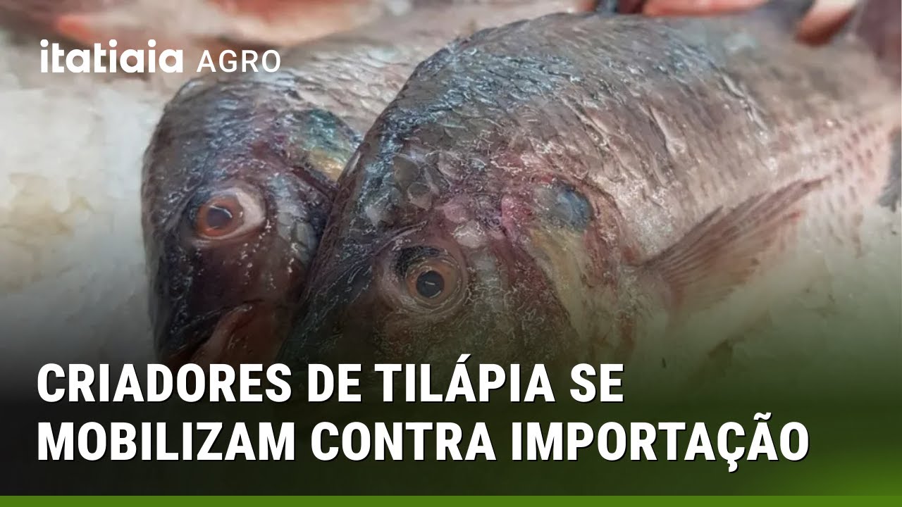 CRIADORES QUEREM BARRAR ENTRADA DE TILÁPIA DO VIETNÃ NO BRASIL