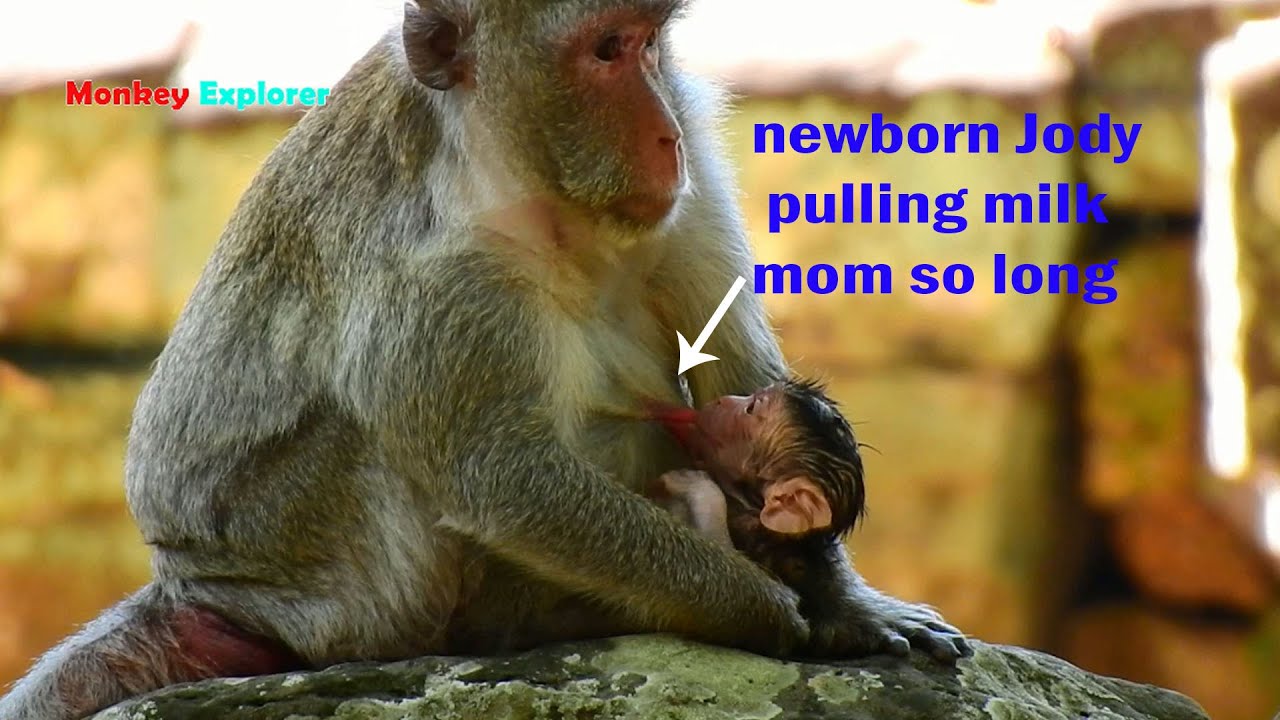 Wow, Just born few hours newborn baby Jody so strong pulling milk so long. Poor mom Jane exhausted.