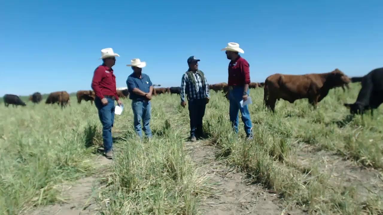PASTOREO INTENSIVO DE PIE DE CRÍA, EN PRADERA IRRIGADA