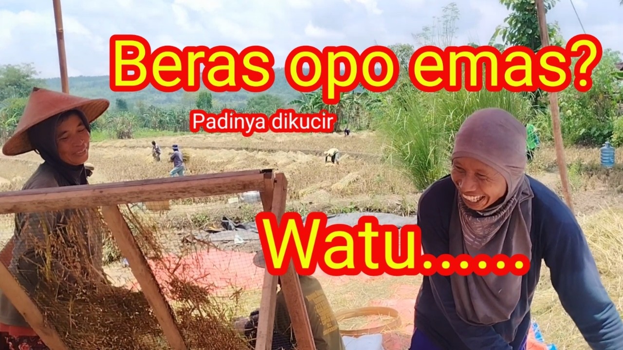 Ramainya Panen Padi di Sawah