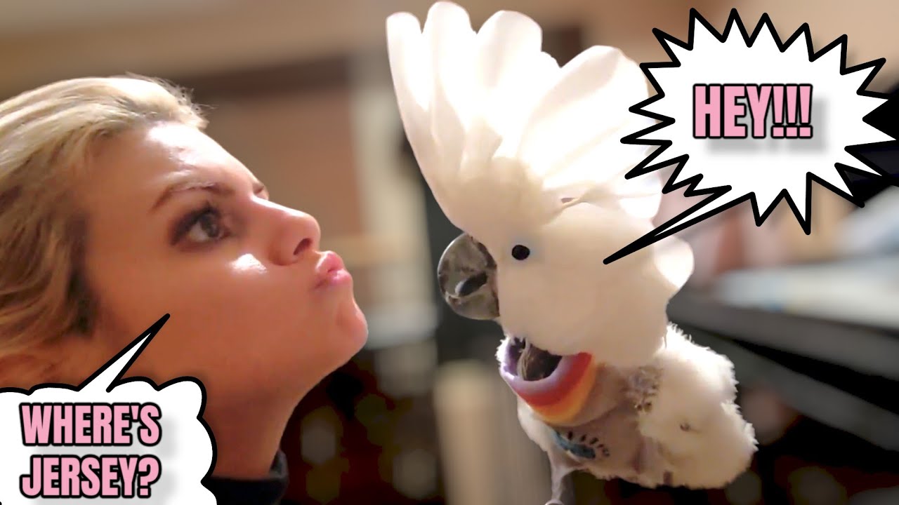 My Parrots Reactions After Not Seeing Me For 3 Days!