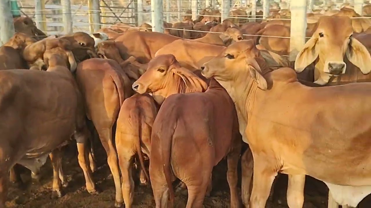MUITO  GADO NA FEIRA DE CIPÓ BA