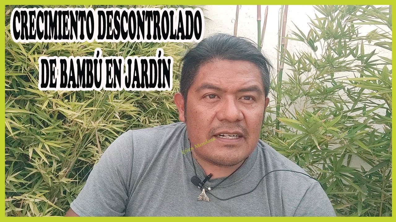Crecimiento descontrolado de bambú en jardín ¡No hagas esto en tu jardín!/Efrén Mendoza -Jardinería-