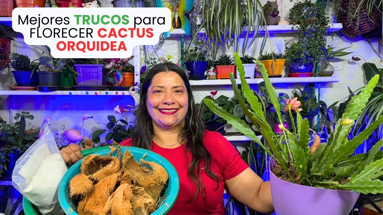 Como Hacer Florecer el CACTUS ORQUIDEA y que no te falte NUNCA