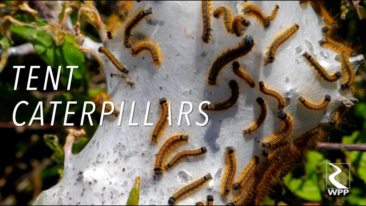 Tent Caterpillars