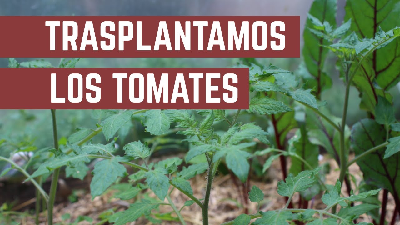 Como y Cuando Trasplantar Plantines de Tomates - Cultivo En Macetas o en la Tierra