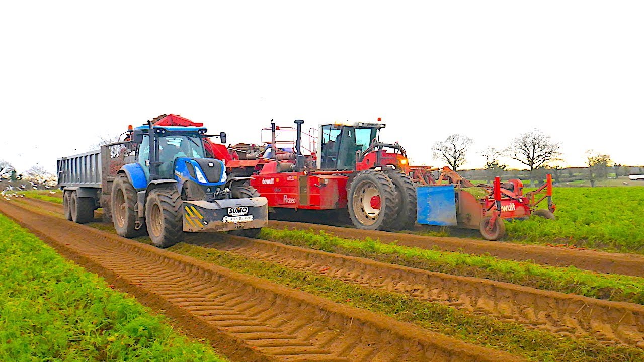 MONSTER Carrot Harvest With De Wulf Self Propelled Harvester And New Holland T7.230 TRACTORS On Cart