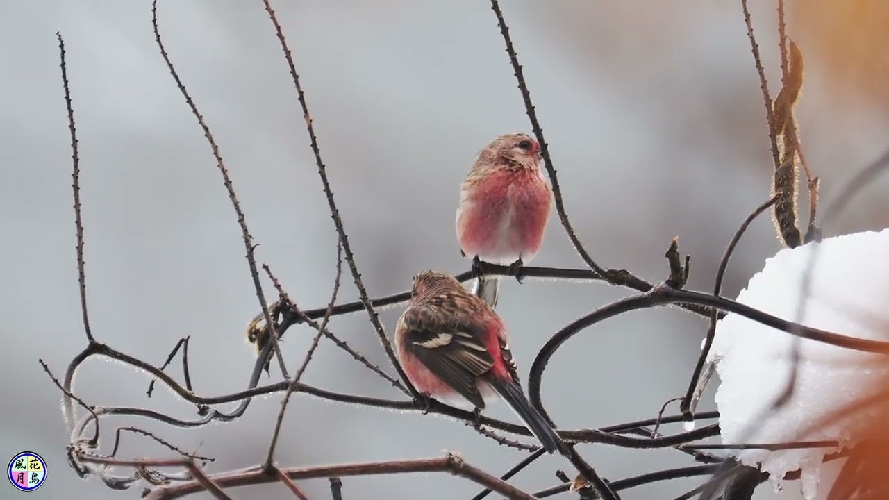 野鳥動画　そぼ降る雨の中でベニマシコ