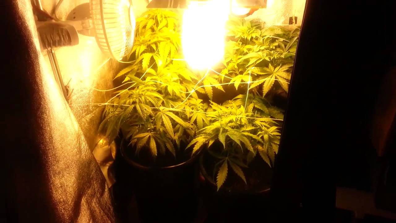 286 Watt Grow. 2 MK Ultra and 2 Kush