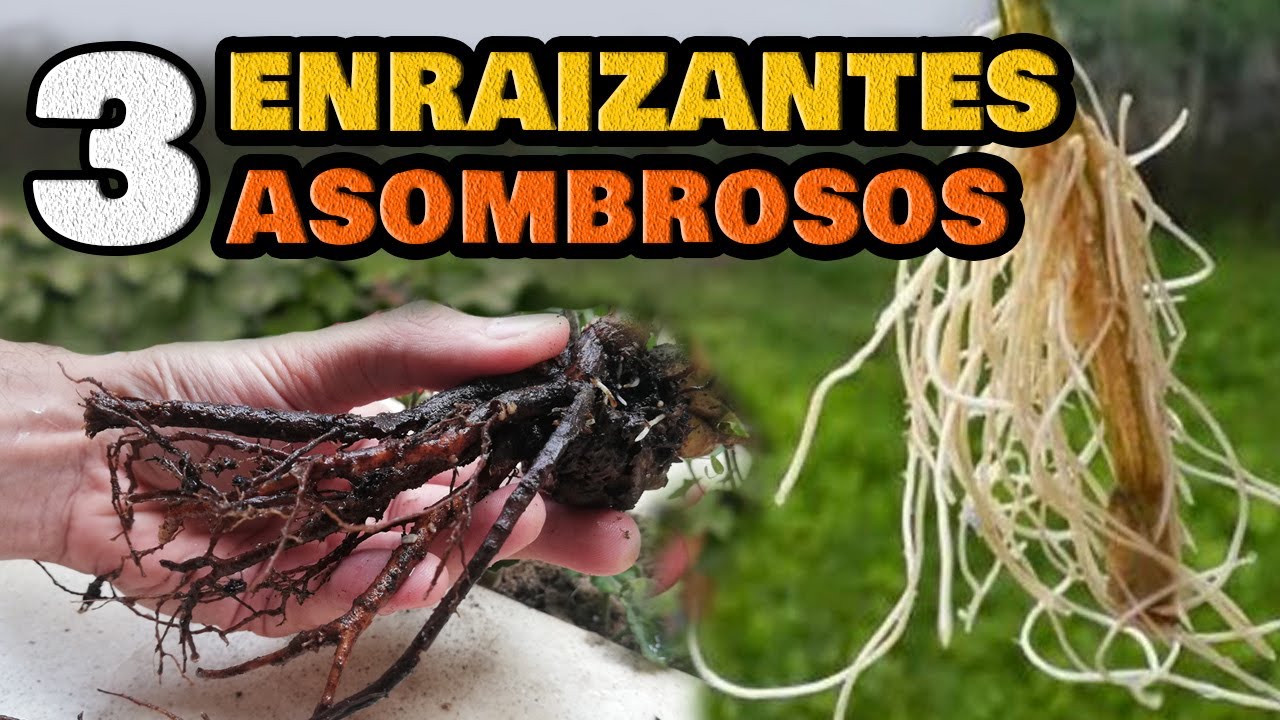 3 ENRAIZANTES NATURALES CASEROS Súper POTENTES 🌱 Para ESQUEJES, ACODOS y TRASPLANTES