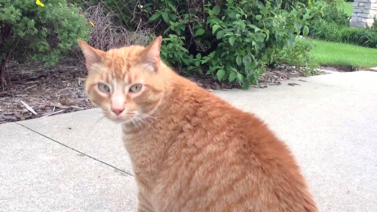 Cat says 
