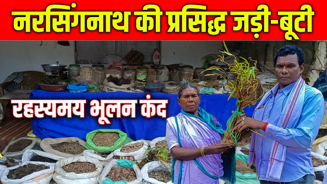 नरसिंहनाथ की प्रसिद्ध जड़ी-बूटी।। Narsinghnath Ki jadi Buti।। Famous Herbal Of Narsingnath Odisha।।