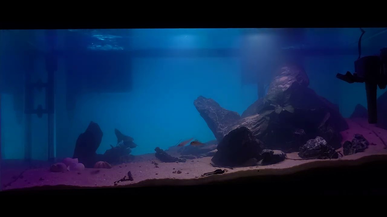 Tanganyika aquarium with CurrentUSA Serene package.