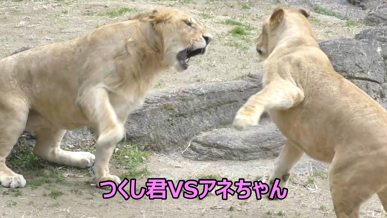 つくし君VSアネちゃん！！止めに入ったのは…とべ動物園にて