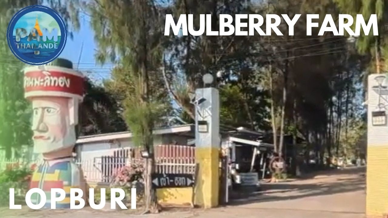 Agrotourisme à Lopburi : Rai Por Dee Mulberry Farm 🍇🌿