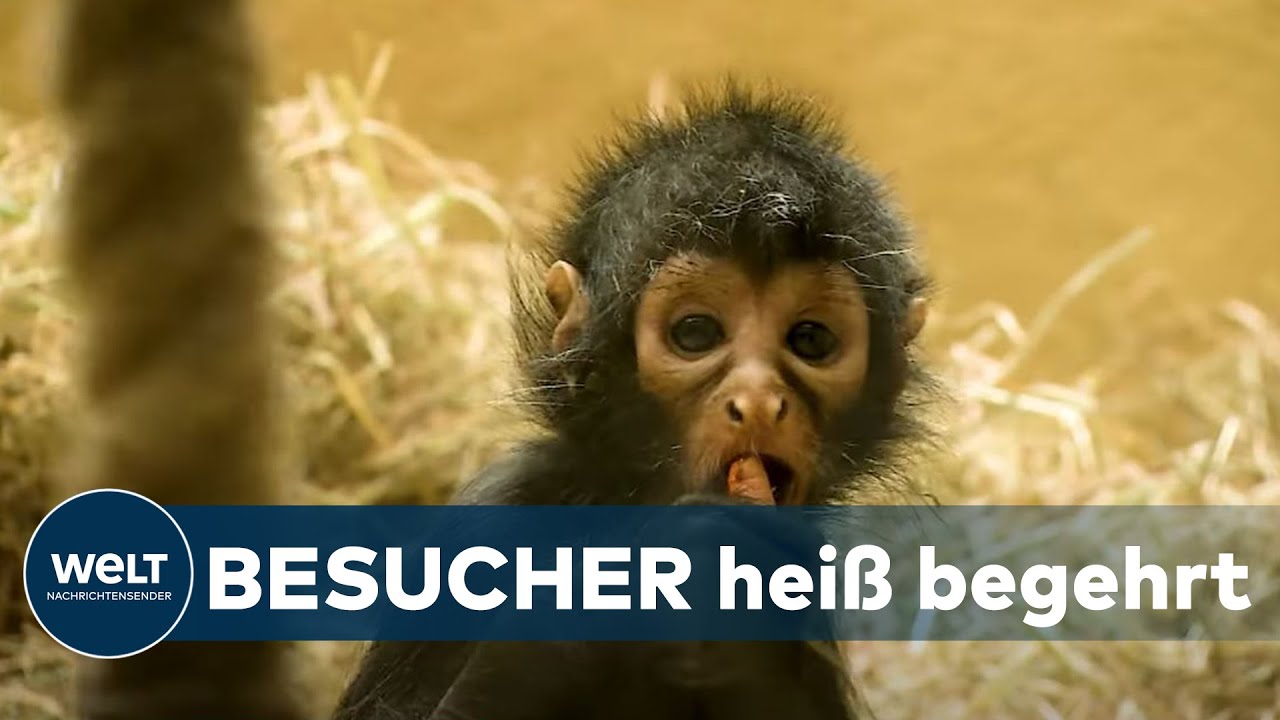 GELANGWEILTE TIERE IM CORONA-LOCKDOWN: Diese Zoos dürfen jetzt endlich wieder öffnen