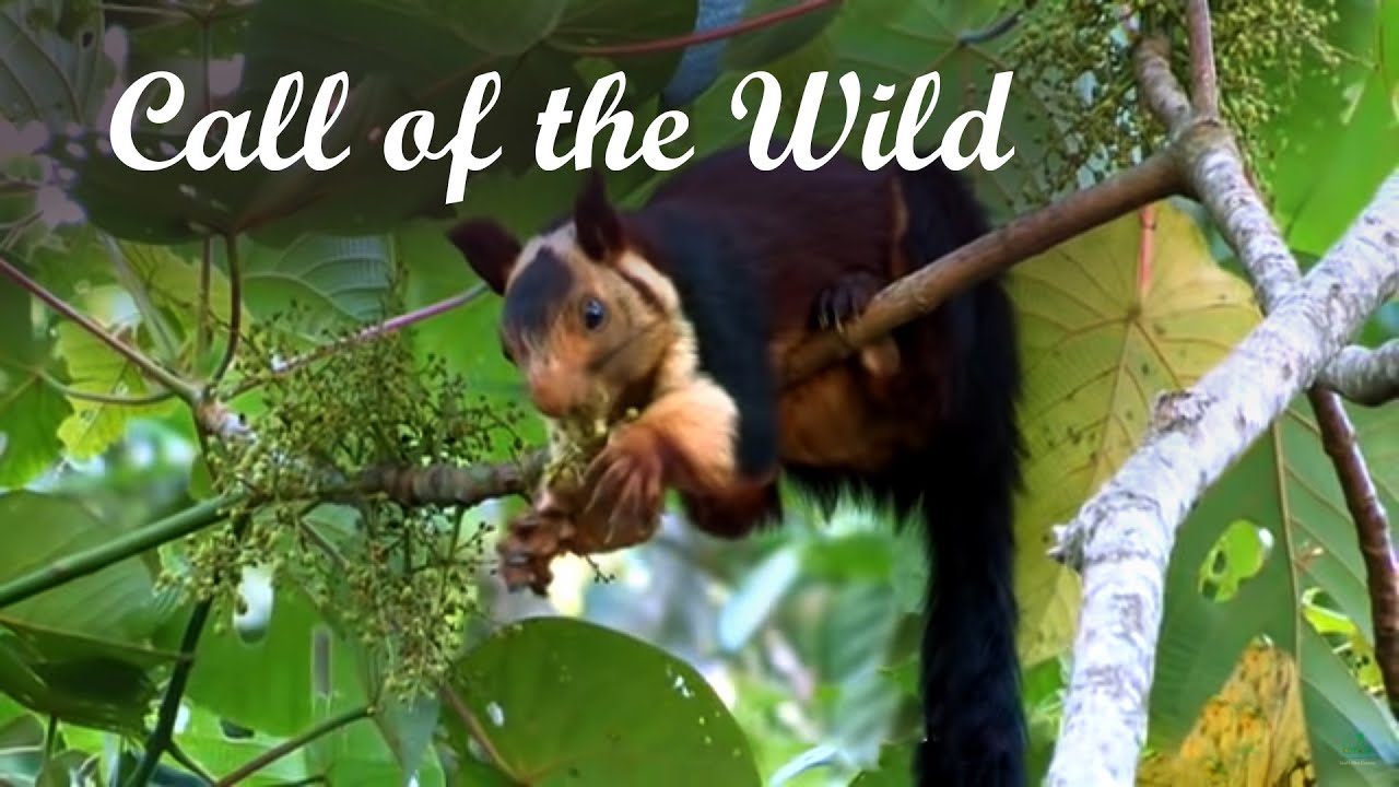 Call of the Wild | The Beauty of Western Ghats | National Parks | Kerala Tourism