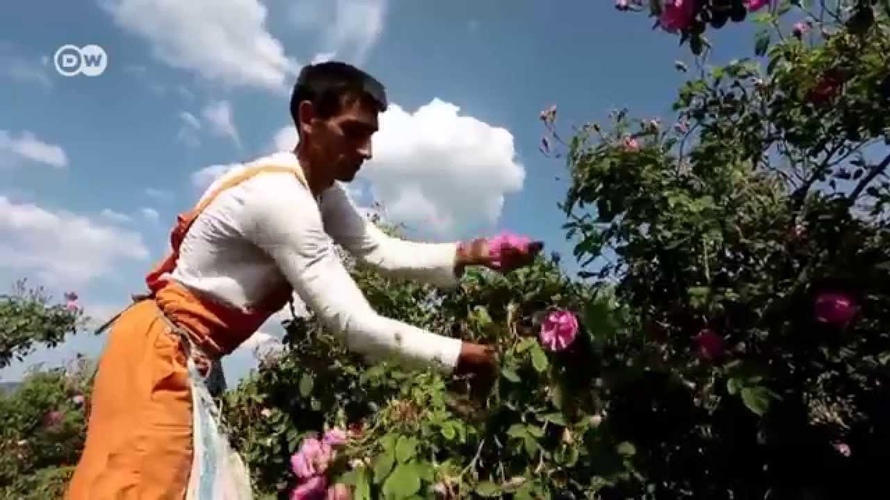 Болгарська Долина троянд: час збирати пелюстки