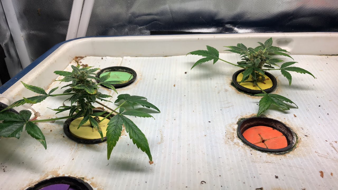 Cloned an Auto flower?!?!