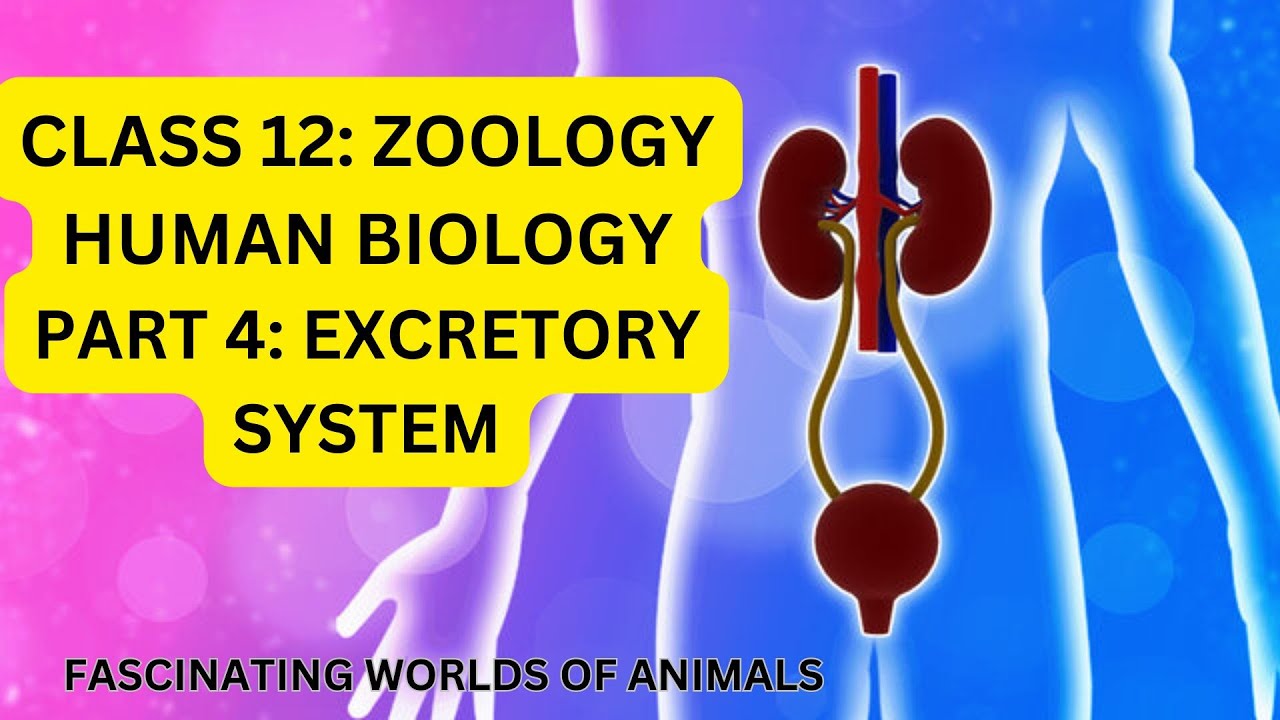 NEB|CLASS 12| ZOOLOGY| EXCRETORY SYSTEM| HUMAN BIOLOGY
